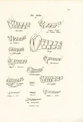 Dientes de mono, 1824